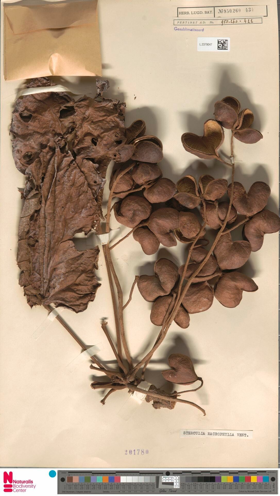 Sterculia macrophylla fruit