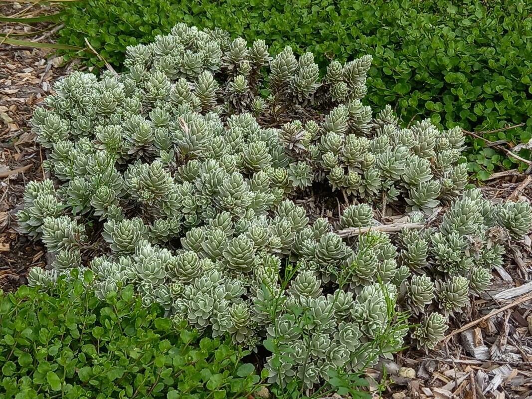 Leucogenes leontopodium habit