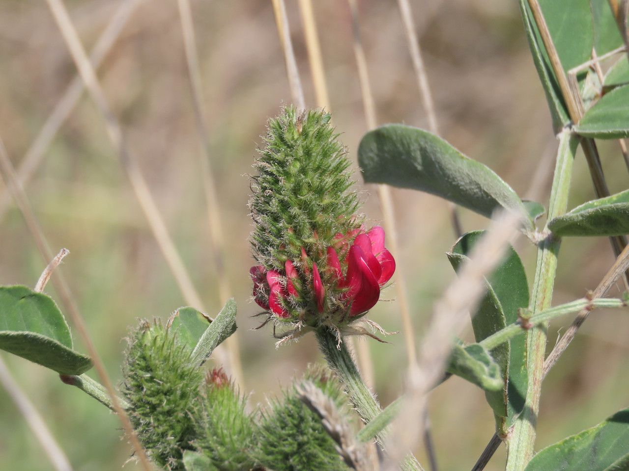 Hedysarum coronarium flower