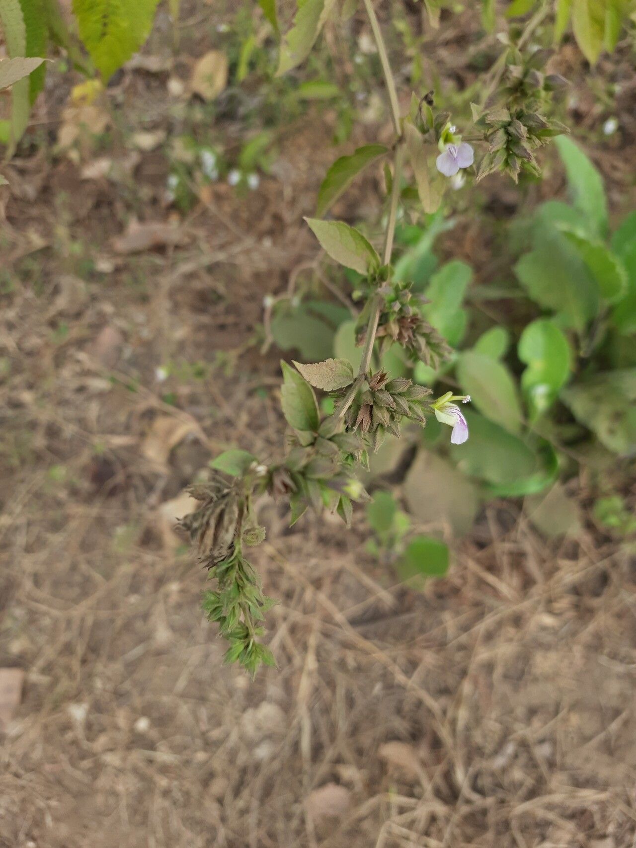Anisomeles heyneana — related species from the same genus