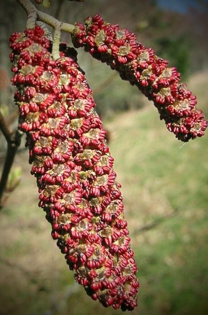 Alnus rubra fruit