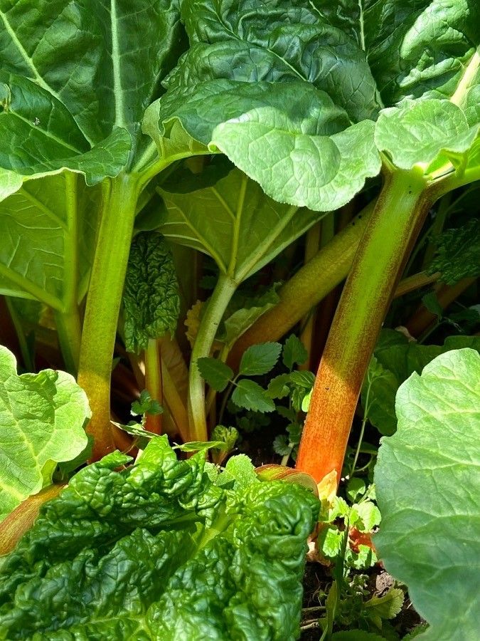 Rheum rhaponticum fruit