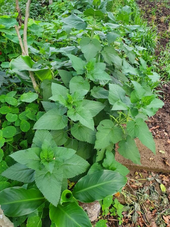 Urtica massaica — search result for 'Kenya'