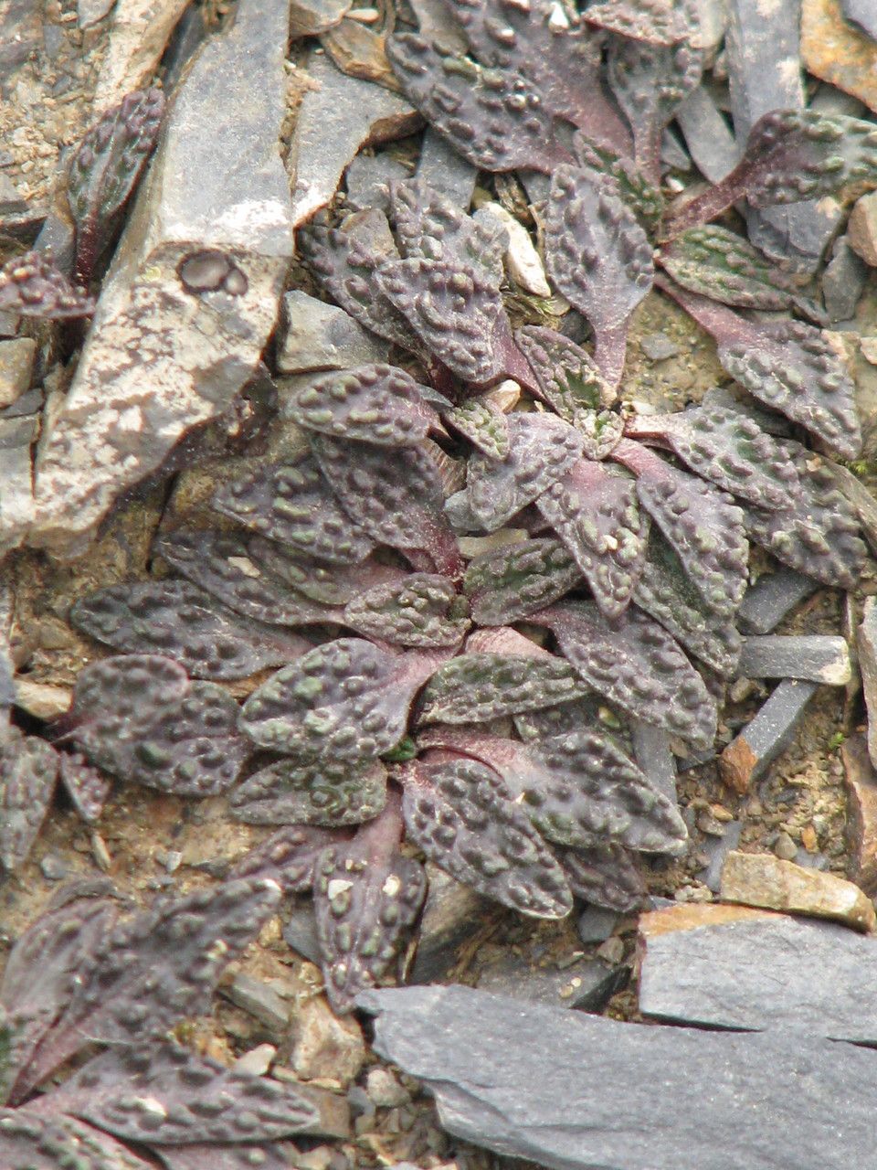 Valeriana wandae habit