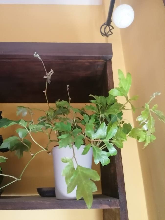 Rhoicissus rhomboidea — search result for 'Vitaceae'