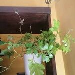 Rhoicissus rhomboidea