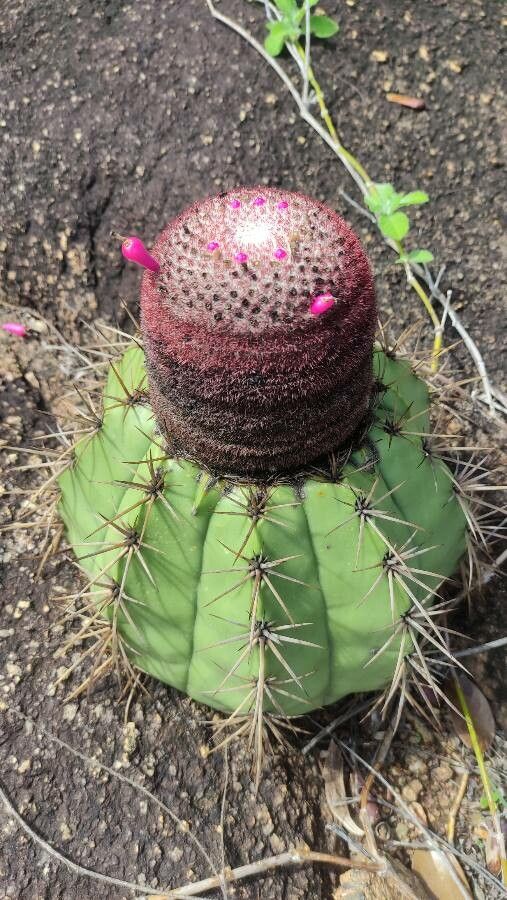 Melocactus bahiensis bark