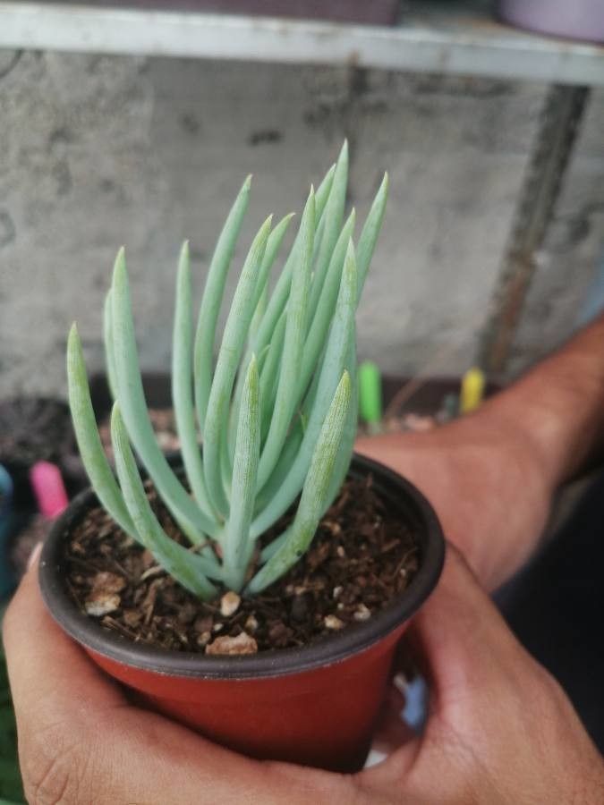 Senecio vitalis fruit