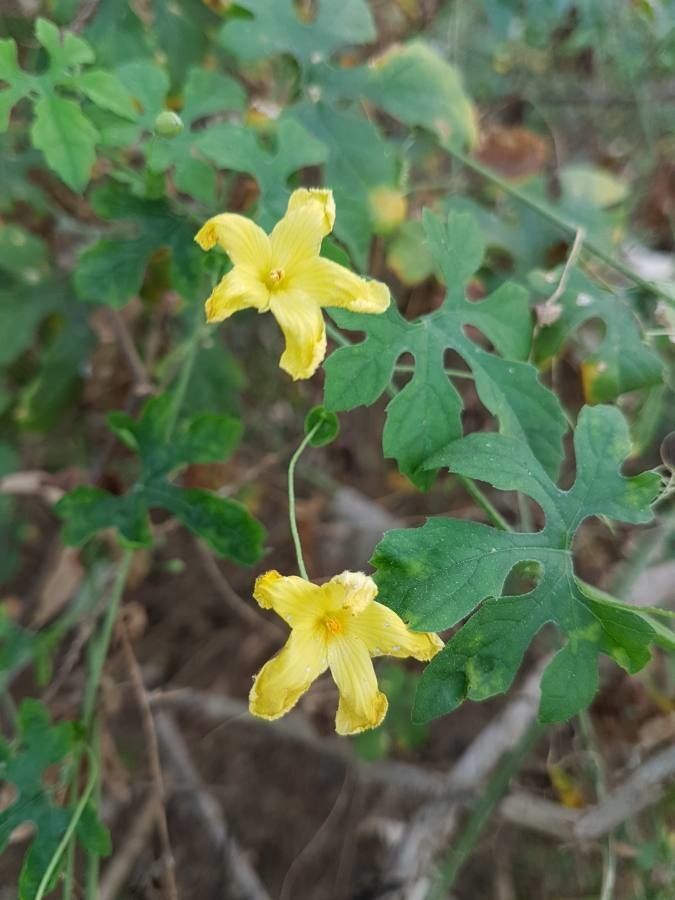 Momordica dioica flower