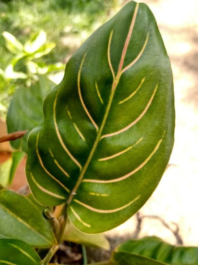 Aglaonema rotundum — search result for 'Aglaonema'