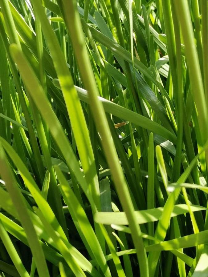 Allium senescens bark