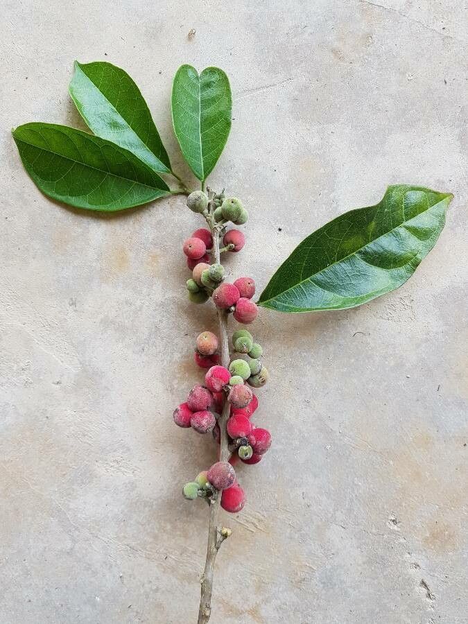 Trophis racemosa — related species from the same genus