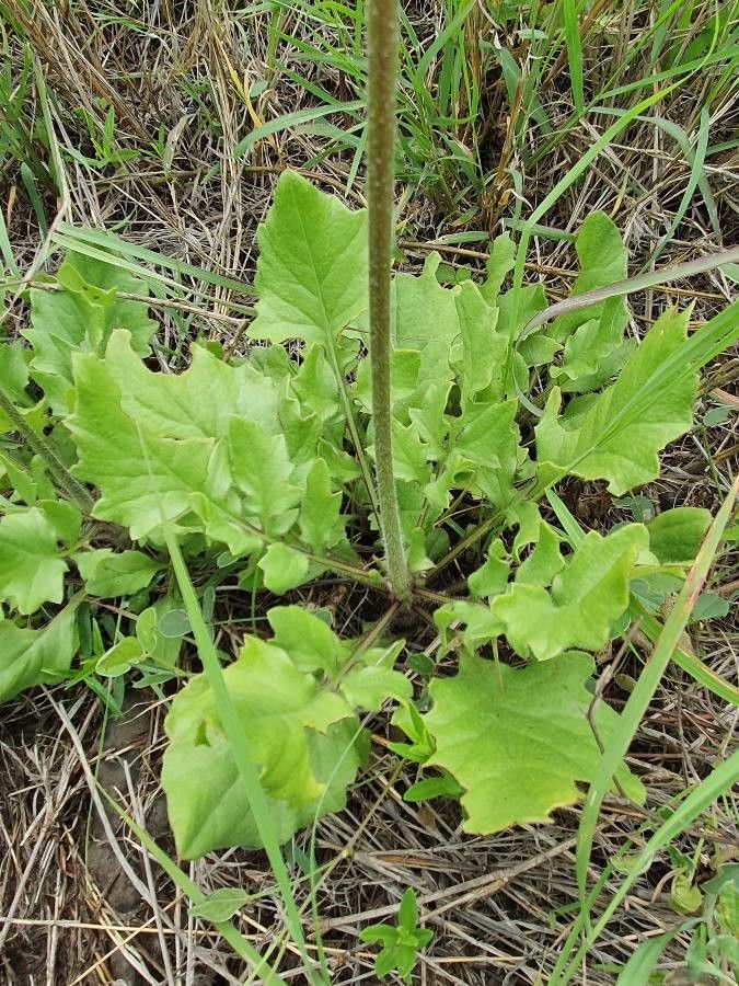 Crassocephalum vitellinum — houseplant care guide