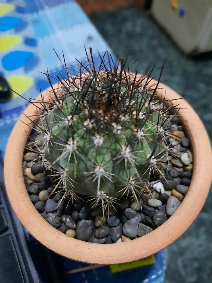 Matucana calliantha — related species from the same genus