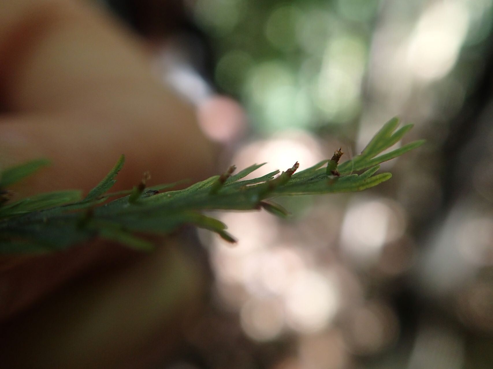 Trichomanes flavofuscum — houseplant care guide