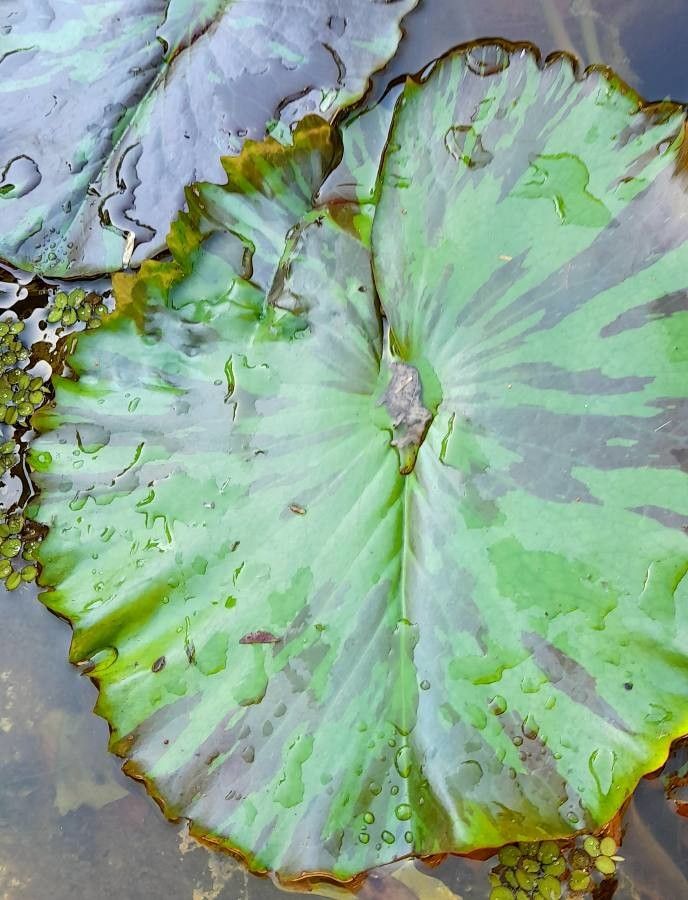 Nymphaea nouchali leaf