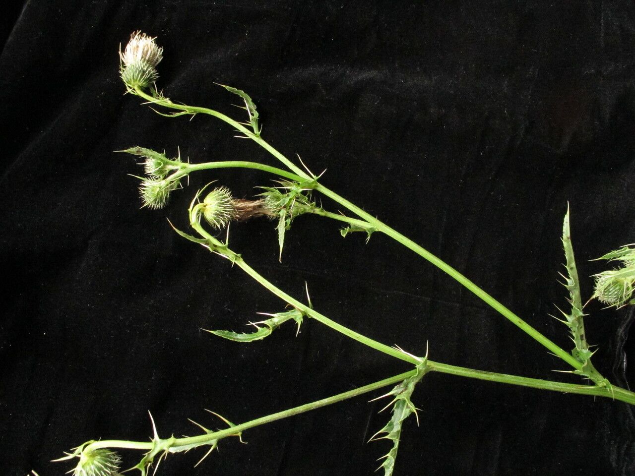 Cirsium wallichii — search result for 'Cirsium'