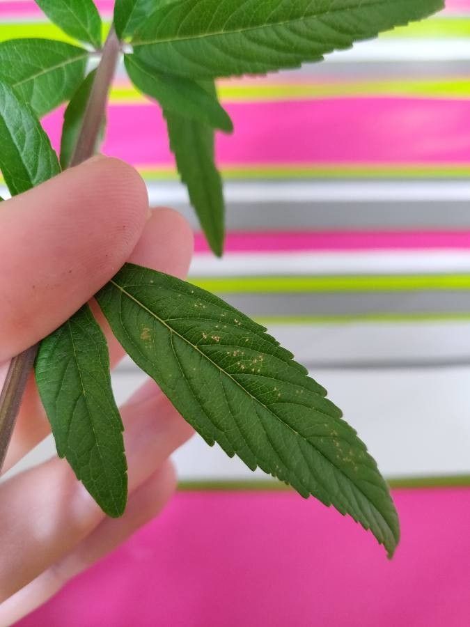 Hyptis verticillata — houseplant care guide