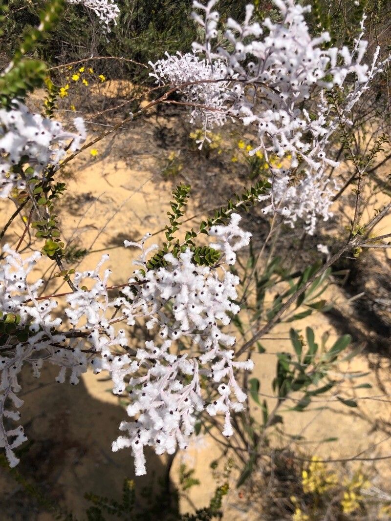 Conospermum incurvum flower
