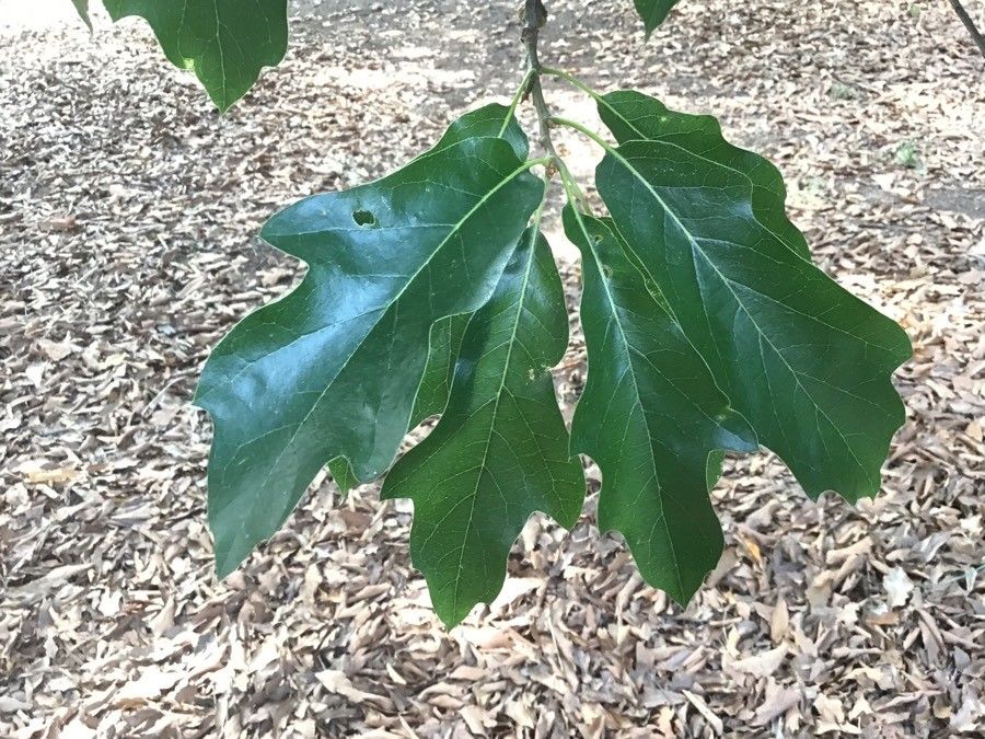 Quercus × ludoviciana — houseplant care guide