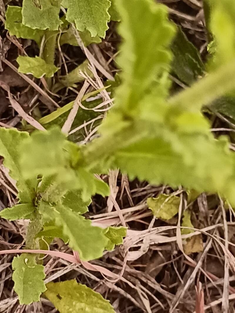 Nidorella podocephala bark