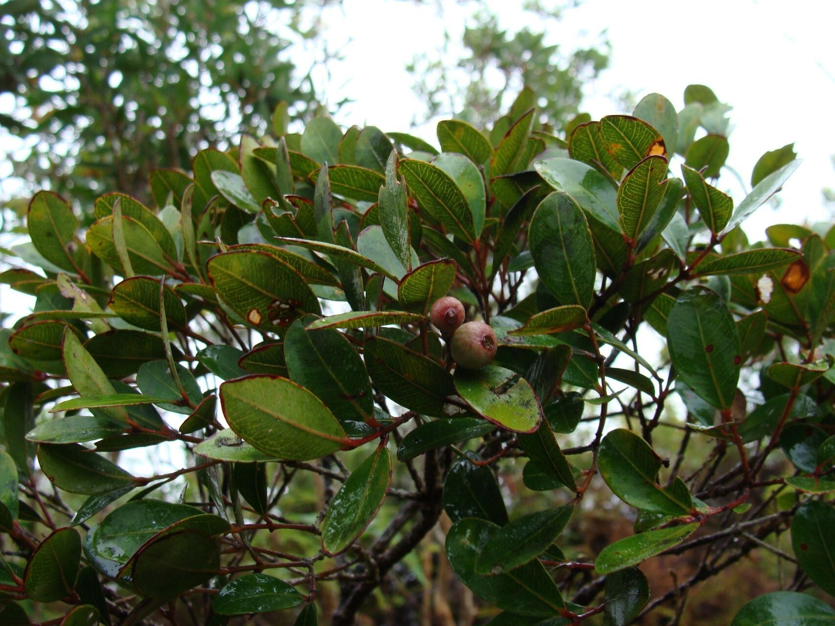 Syzygium schlechterianum fruit