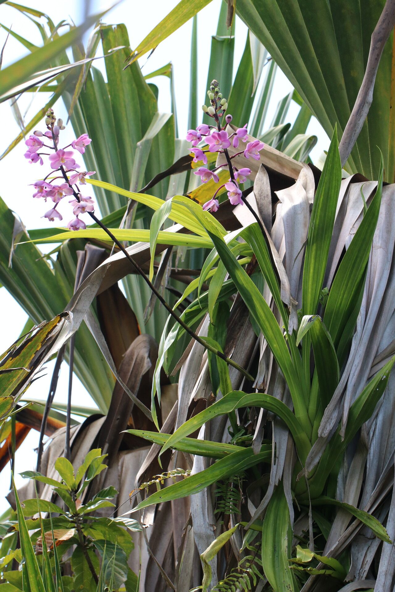 Eulophia roempleriana habit