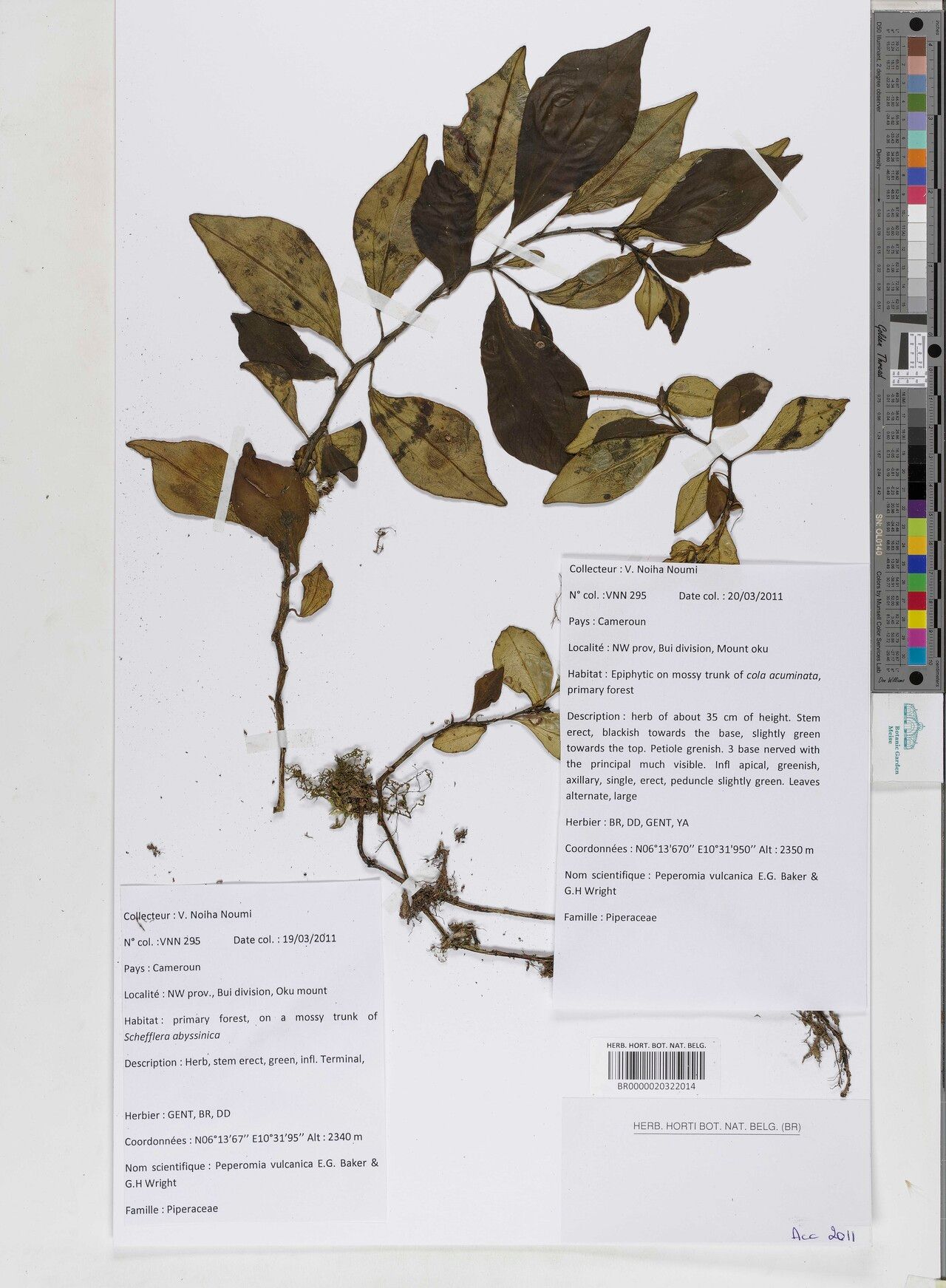 Peperomia vulcanica — houseplant care guide