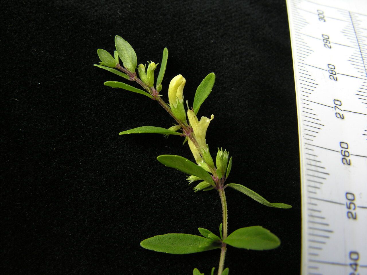 Clinopodium nepalense other