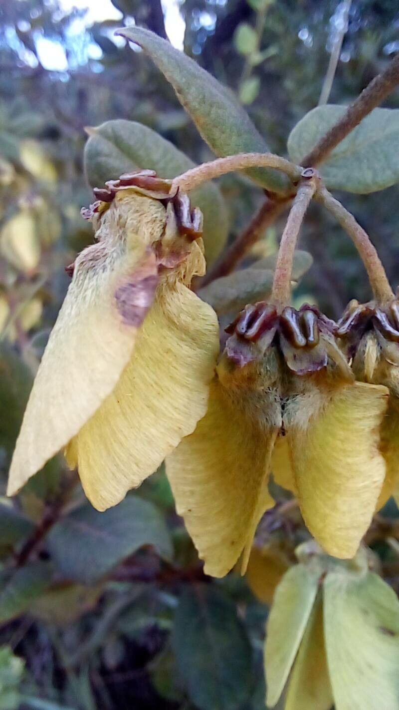 Banisteriopsis schizoptera fruit
