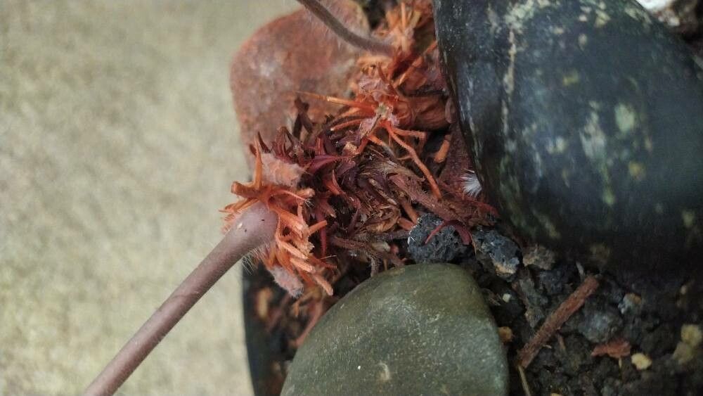 Pelargonium triandrum other