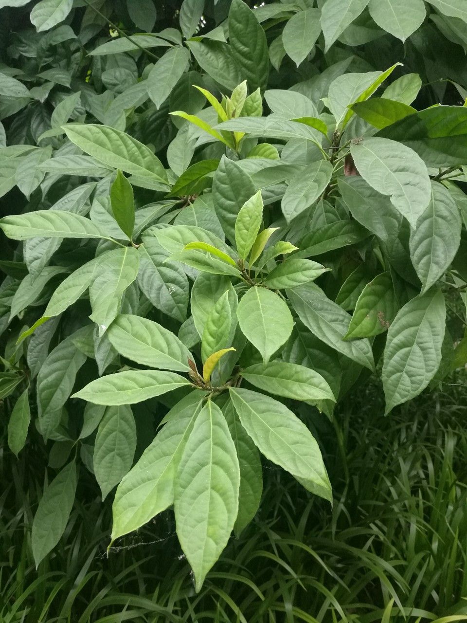 Baccaurea ramiflora — search result for 'Phyllanthaceae'