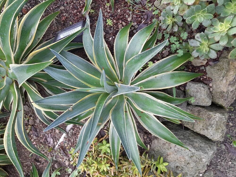 Agave demeesteriana — search result for 'Agave'