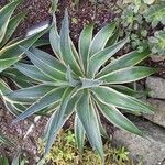 Agave demeesteriana