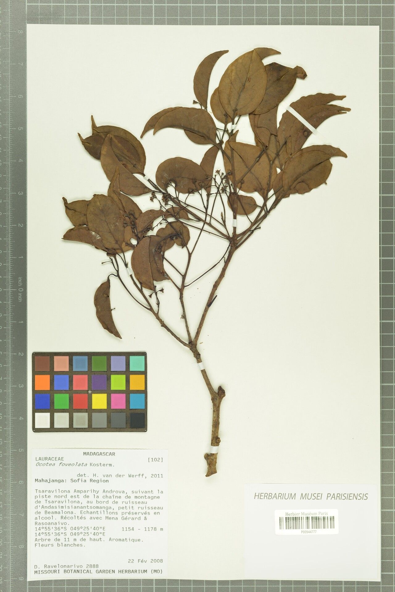 Ocotea foveolata — houseplant care guide