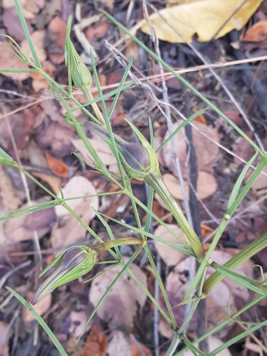Thunbergia graminifolia — search result for 'Thunbergia'