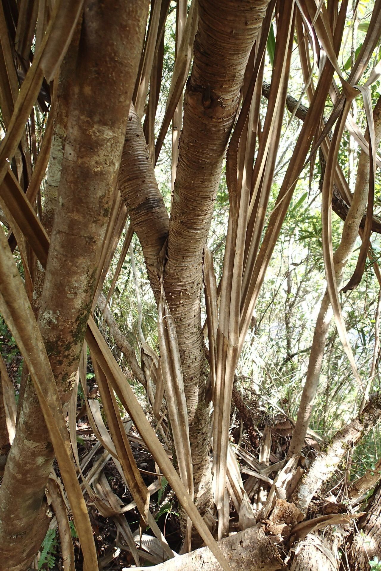Pandanus bernardii bark