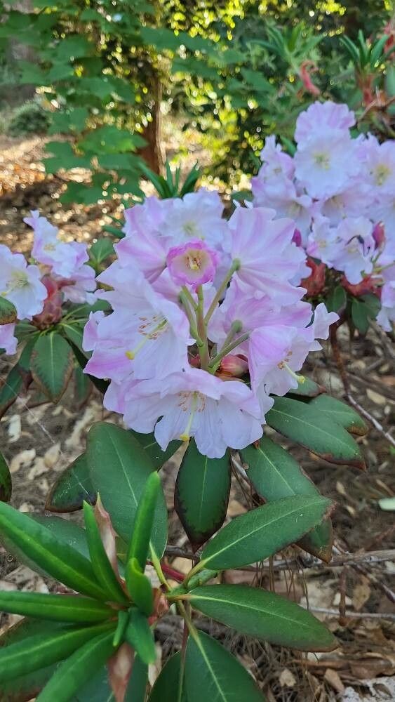 Rhododendron maoerense flower