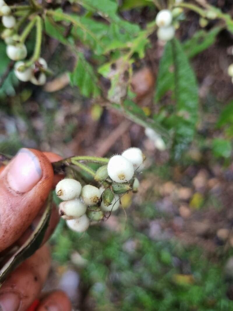 Tournefortia cuspidata — search result for 'Tournefortia'