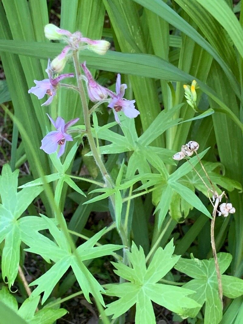 Delphinium pictum flower