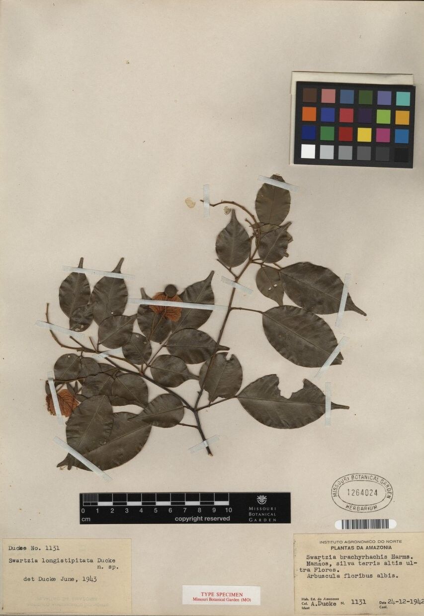 Swartzia longistipitata — houseplant care guide