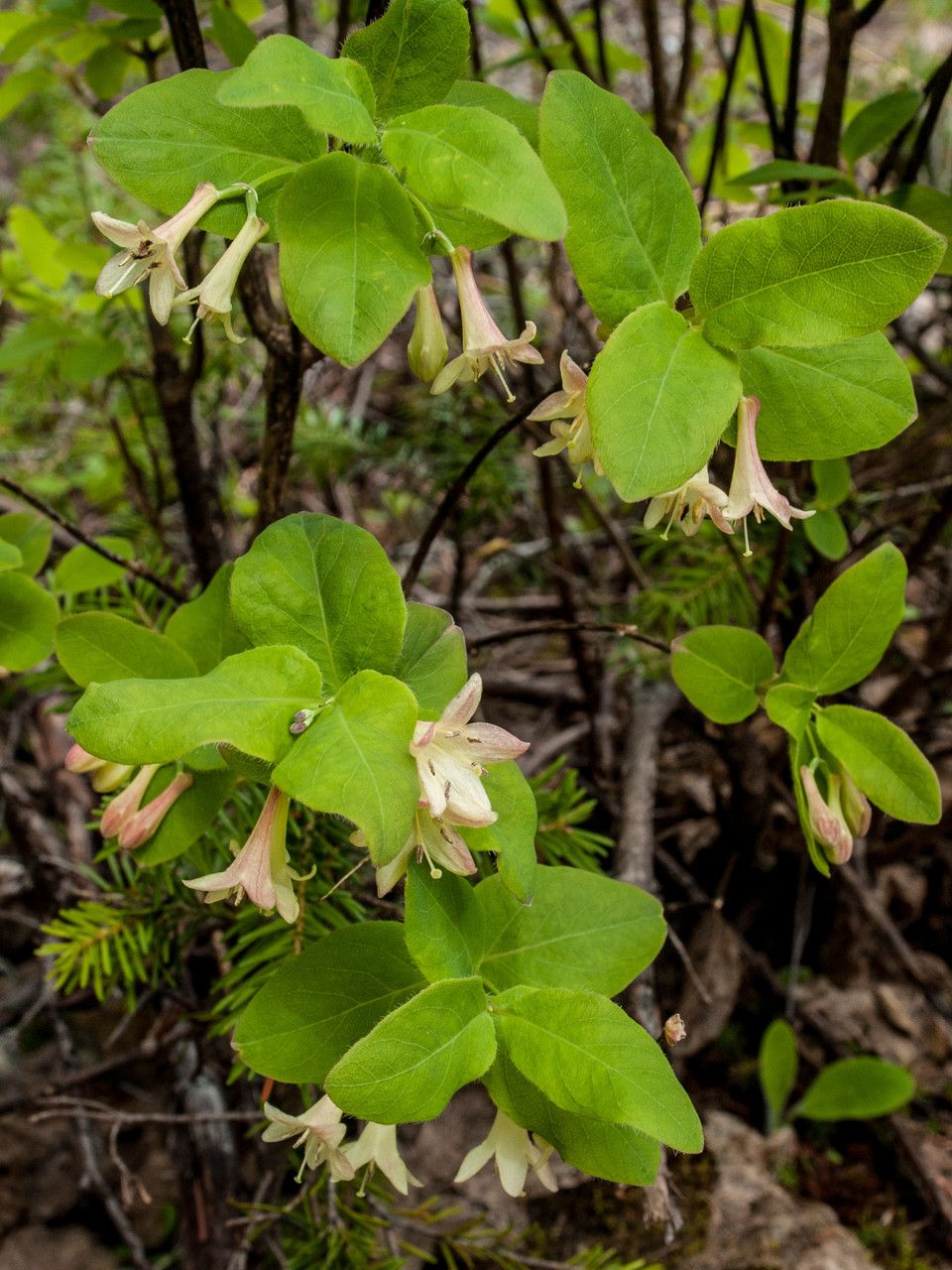 Lonicera utahensis — search result for 'Spiraea'