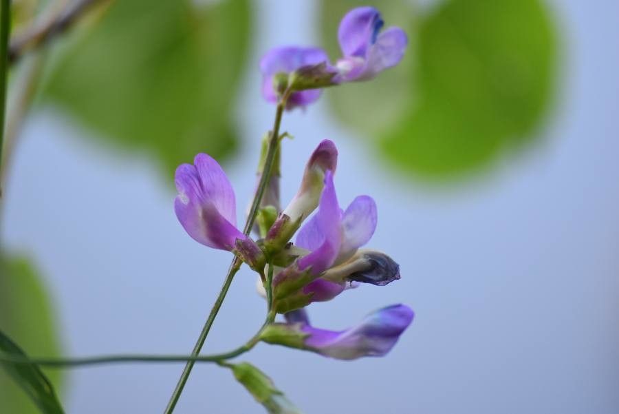 Vicia altissima flower