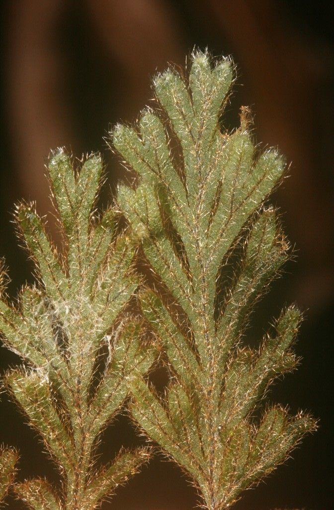 Hymenophyllum subobtusum leaf