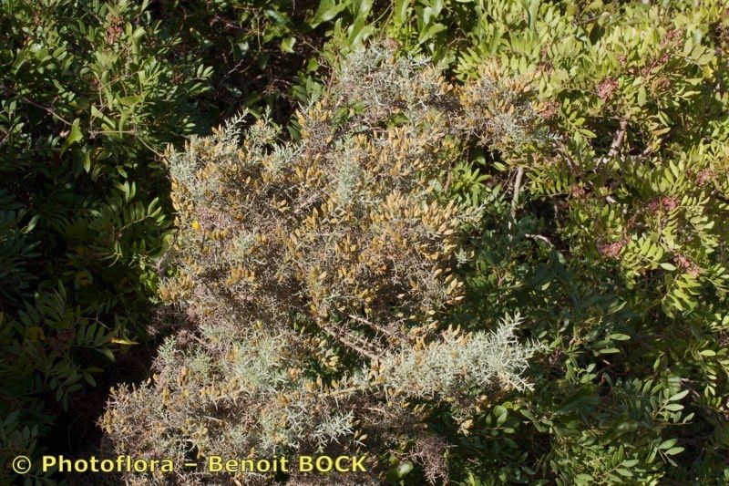 Ulex argenteus habit