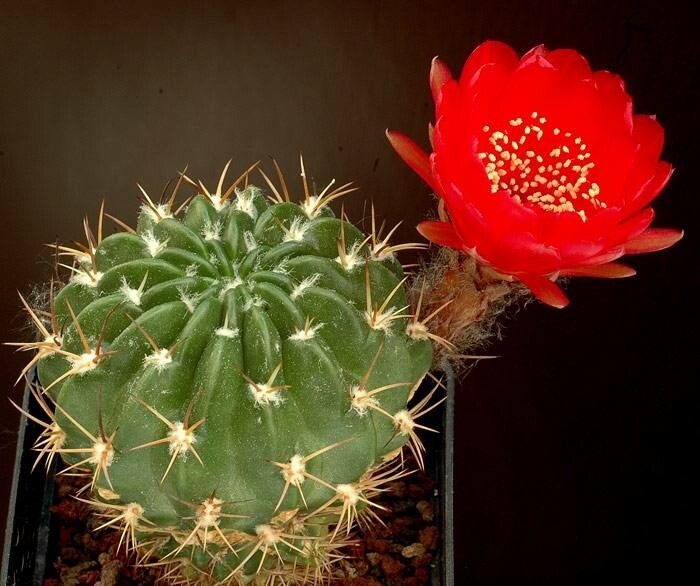 Lobivia hertrichiana habit