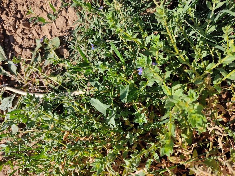 Lysimachia foemina leaf