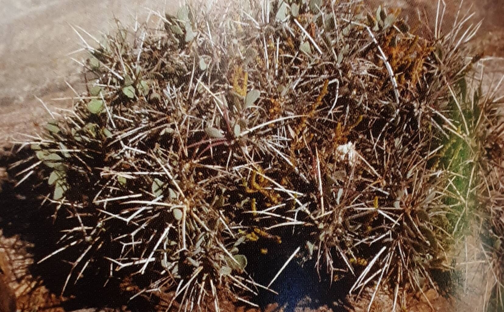 Othonna euphorbioides leaf