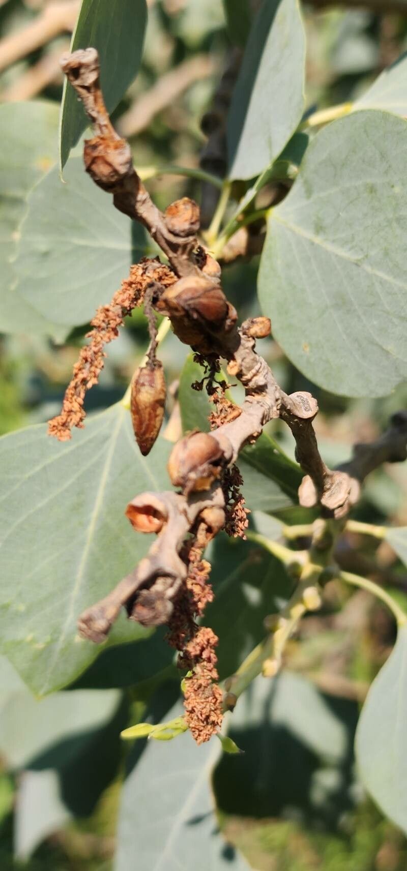 Populus euphratica flower