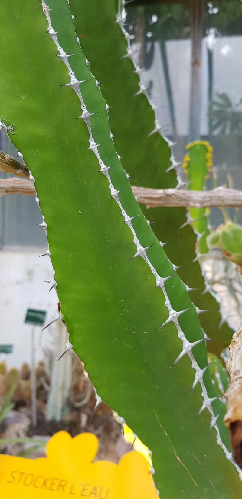 Euphorbia cactus leaf